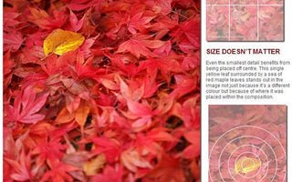 How to Compose a Photograph