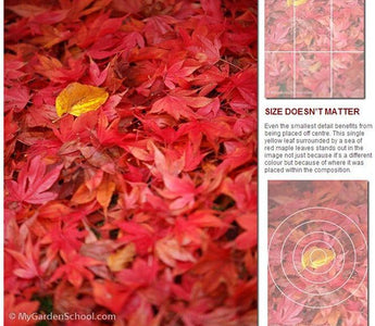 How to Compose a Photograph