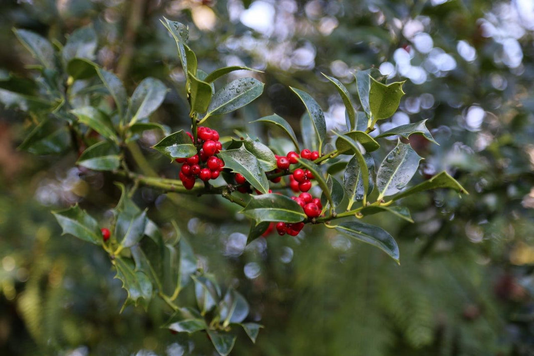 What will you be doing in the garden in December?
