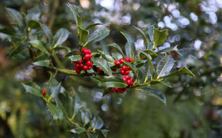 What will you be doing in the garden in December?