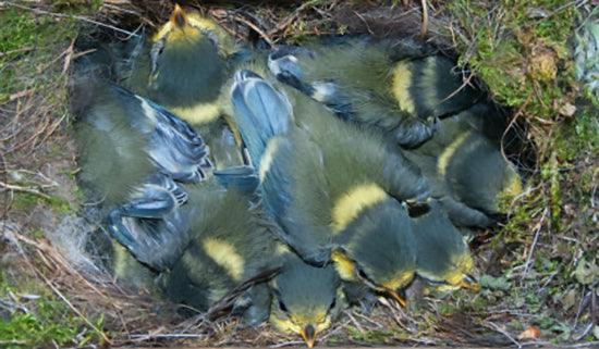 10 Tips About Bird Boxes