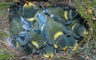 10 Tips About Bird Boxes