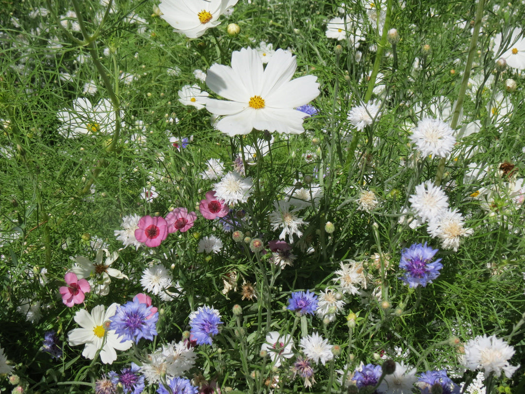 15 Summer Flowers to Plant in 2021