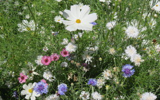 15 Summer Flowers to Plant in 2021