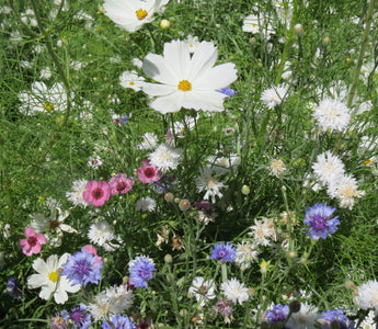 15 Summer Flowers to Plant in 2021