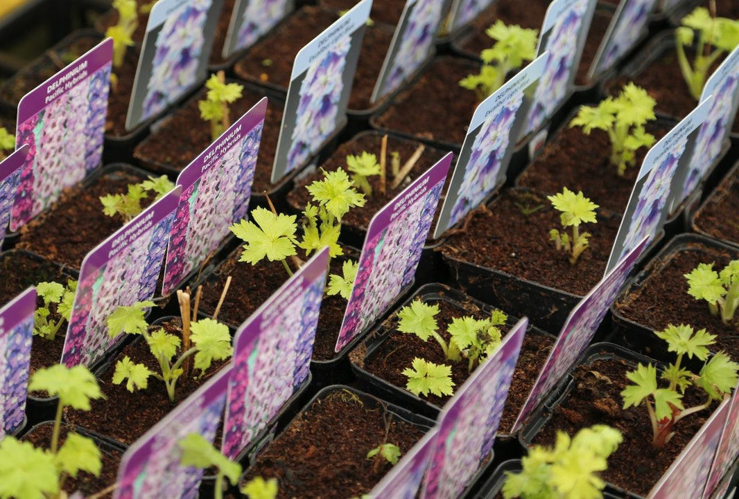 How To Plant Perennials: An Expert Guide