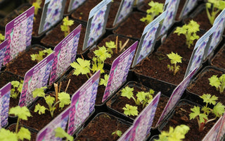 How To Plant Perennials: An Expert Guide