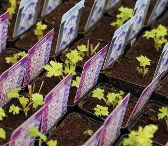 How To Plant Perennials: An Expert Guide