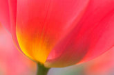 Spring Flowers For Colour Lovers