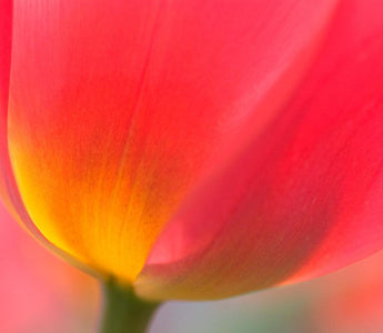 Spring Flowers For Colour Lovers