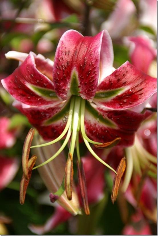 How to grow lilies - for summer colour, exotic blooms and powerful fragrance