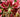 How to grow lilies - for summer colour, exotic blooms and powerful fragrance
