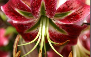 How to grow lilies - for summer colour, exotic blooms and powerful fragrance