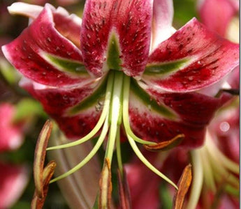 How to grow lilies - for summer colour, exotic blooms and powerful fragrance
