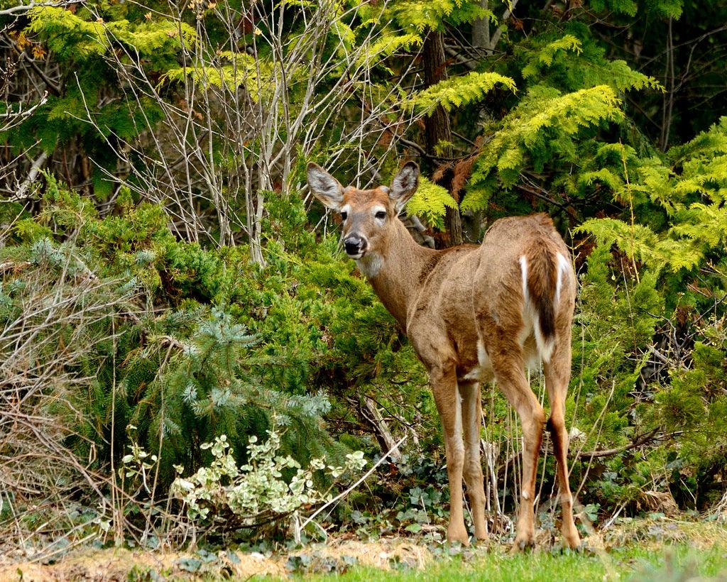 10 Deer Resistant Shrubs