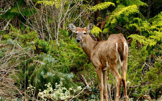 10 Deer Resistant Shrubs