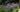 Plants for narrow borders