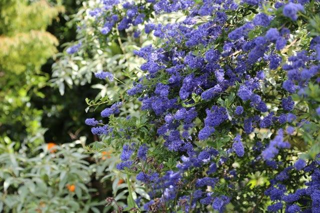 Stunning Shrubs