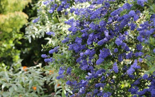 Stunning Shrubs