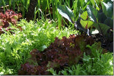 Start sowing salads early in a VegTrug