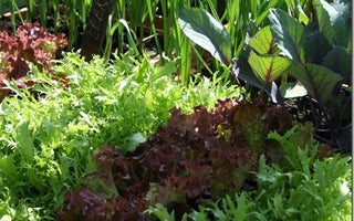 Start sowing salads early in a VegTrug