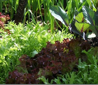 Start sowing salads early in a VegTrug