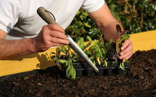 Growing vegetables from seed and plug plants