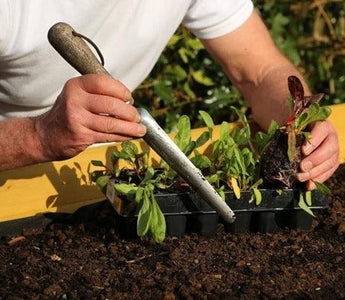 Growing vegetables from seed and plug plants