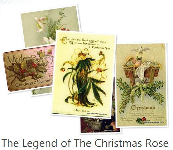 The Christmas Rose &ndash; Hellebores Galore!