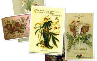 The Christmas Rose &ndash; Hellebores Galore!