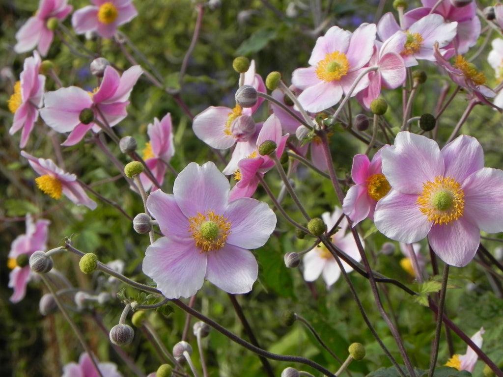 Japanese Anemones