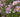 Japanese Anemones
