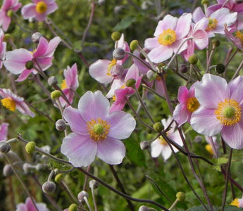 Japanese Anemones