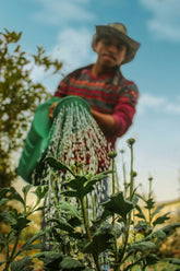Why Learning with Experts is Your Go-To Online Garden Course Destination