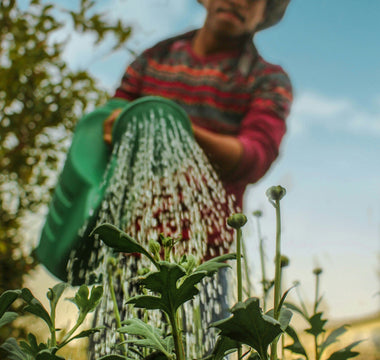 Why Learning with Experts is Your Go-To Online Garden Course Destination