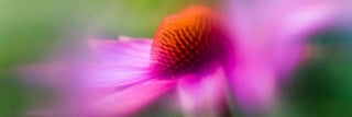 10 Perennials For A Carefree Garden