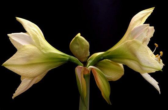 Light Up the Festive Season Now: Plant Indoor Bulbs for Christmas