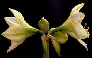 Light Up the Festive Season Now: Plant Indoor Bulbs for Christmas
