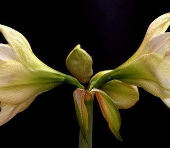 Light Up the Festive Season Now: Plant Indoor Bulbs for Christmas