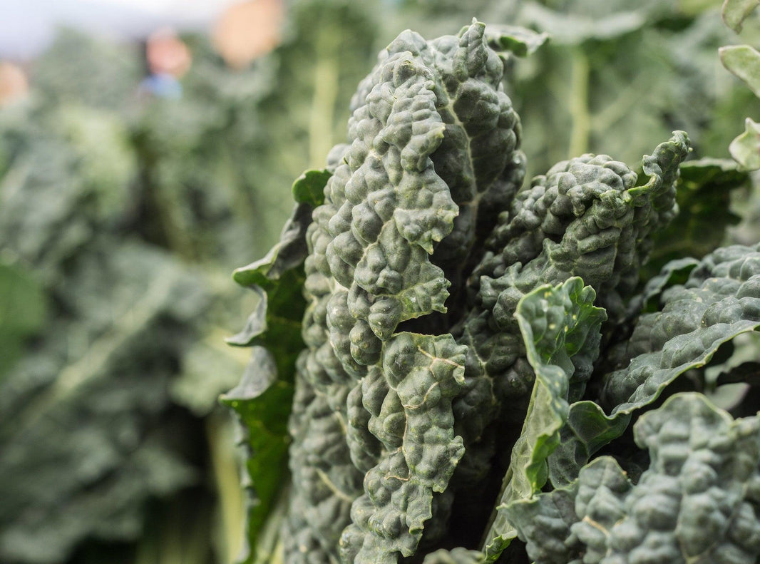Cavalo nero
