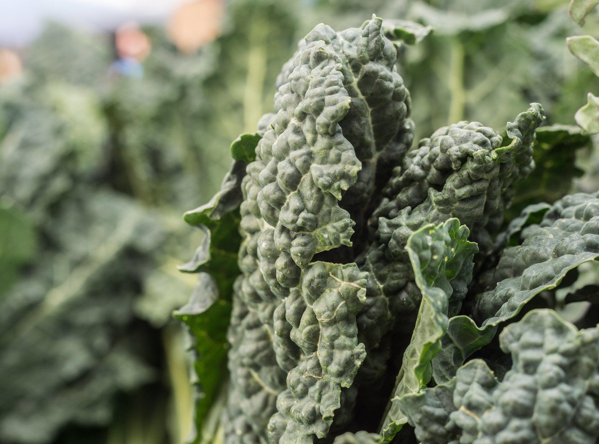 Cavalo nero