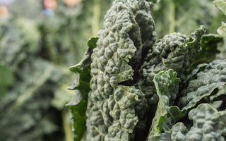 Cavalo nero