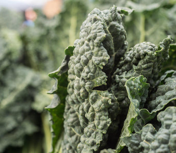 Cavalo nero
