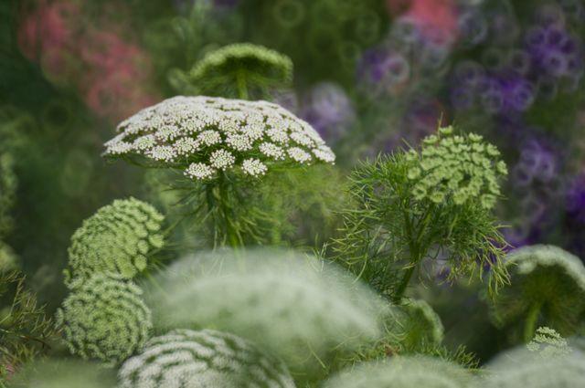 10 Great Perennials To Grow For Cutting