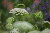 10 Great Perennials To Grow For Cutting