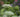 10 Great Perennials To Grow For Cutting