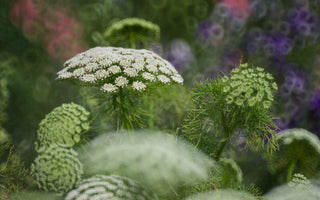 10 Great Perennials To Grow For Cutting