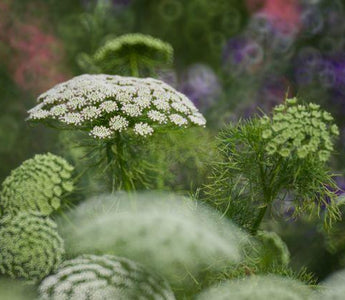 10 Great Perennials To Grow For Cutting