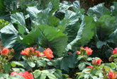 How to Condition & Feed Your Soil Organically