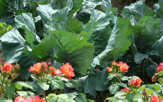 How to Condition & Feed Your Soil Organically